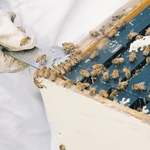 Buzz Clubs native kamahi honeyu producing bees feeding of some spare honey on top of the beehive. 