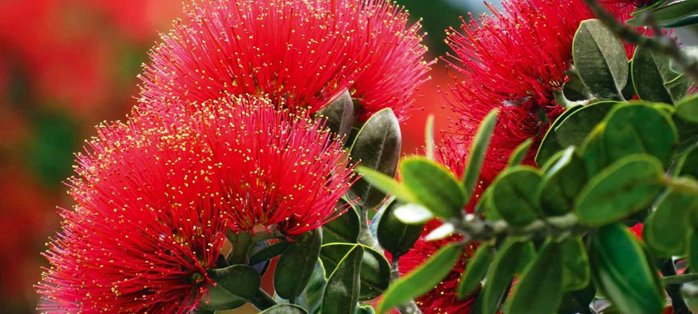 Native Pohutukawa flower, used by bees to make Pohutukawa Honey. Used to make Buzz Club's Pohutukawa Blossom and Strawberry Session Mead 